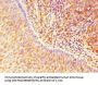 Rabbit anti-human Toll-like receptor 10 polyclonal Antibody(TLR10)