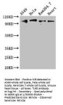 TLR5 Antibody
