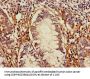 TLR5 Antibody