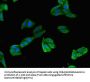 TLR5 Antibody