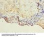 TM4SF1 Antibody