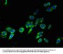 TM4SF1 Antibody