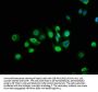TM6SF2 Antibody