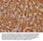 DCSTAMP Antibody