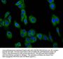 DCSTAMP Antibody