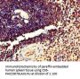 TMEM11 Antibody