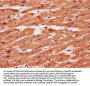 TMEM127 Antibody