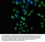 TMEM127 Antibody