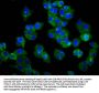 TMEM132D Antibody