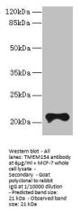 TMEM154 Antibody