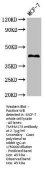 TMEM173 Antibody
