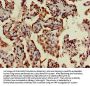 TMEM173 Antibody