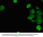 TMEM173 Antibody
