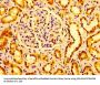 GM2A Antibody