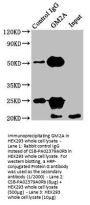 GM2A Antibody