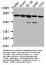 TMEM214 Antibody