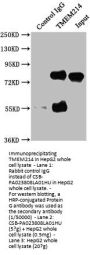 TMEM214 Antibody