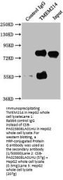 TMEM214 Antibody