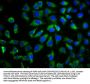 TMEM26 Antibody