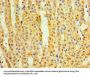 TMEM44 Antibody