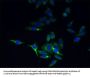 TMEM44 Antibody