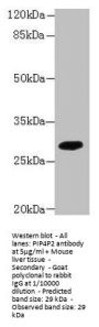 PIP4P2 Antibody