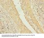 PIP4P2 Antibody
