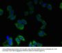 PIP4P2 Antibody
