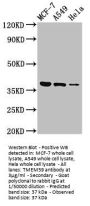 TMEM59 Antibody