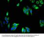 TMEM59 Antibody