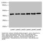 TMEM68 Antibody