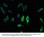 TMEM68 Antibody