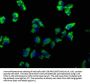 EMC4 Antibody