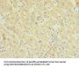 TMEM91 Antibody