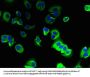 TMEM91 Antibody