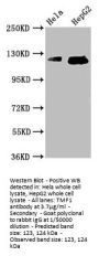 TMF1 Antibody