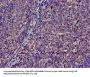TMSB4X Antibody