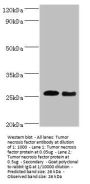 Rabbit anti-sheep Tumor necrosis factor polyclonal Antibody