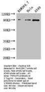TNFAIP3 Antibody