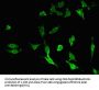 TNFAIP3 Antibody
