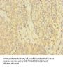 Rabbit anti-human Tumor necrosis factor-inducible gene 6 protein polyclonal Antibody