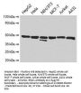 ENO1 Antibody