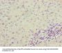ENO1 Antibody