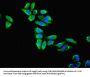 ENO1 Antibody