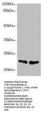 TNFAIP8 Antibody
