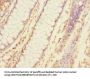 TNFAIP8 Antibody