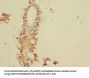 TNFAIP8 Antibody