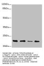 TNFAIP8 Antibody