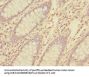 TNFAIP8 Antibody