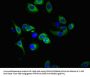 TNFRSF10A Antibody